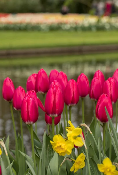 Tulipas vermelhas e narcisos florescendo em um jardim . — Fotografia de Stock