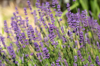 Bayındır ile lavanta Bahçe.