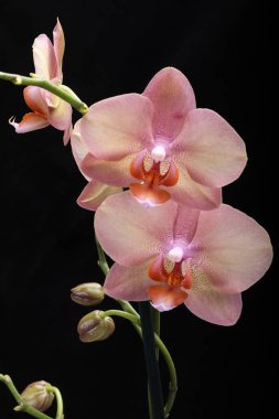Siyah arka plan üzerine izole pastel orkide çiçek.