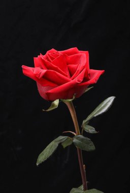 siyah arka plan üzerine tek bir kırmızı gül çiçek.