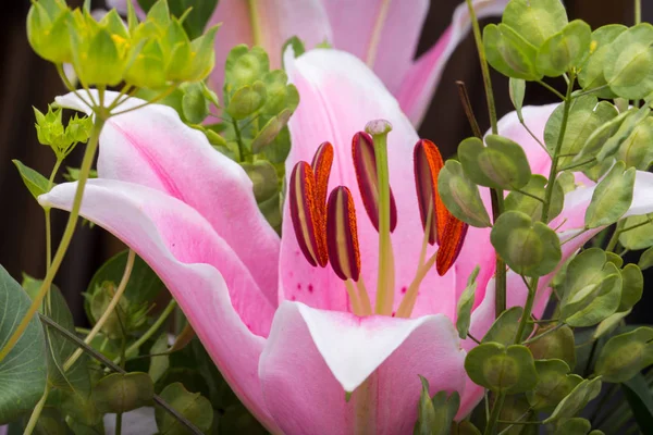 Pink lily květina v zahradě. — Stock fotografie