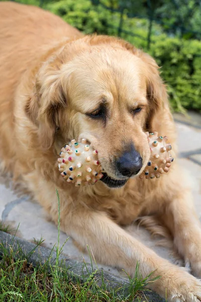 Retrato de hermosa golden retriever con juguete —  Fotos de Stock