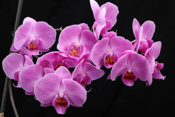 Růžová orchidej květina izolovaných na černém pozadí. — Stock fotografie