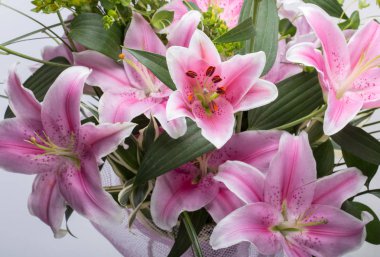 Pembe zambak çiçeğine yaklaş