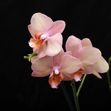 Siyah arka plan üzerine izole pastel orkide çiçek.
