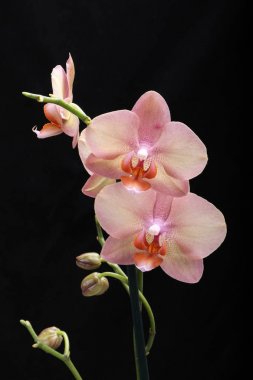 Siyah arka plan üzerine izole pastel orkide çiçek.