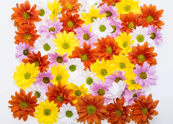 La imagen de fondo de las coloridas flores de crisantemo . — Foto de Stock
