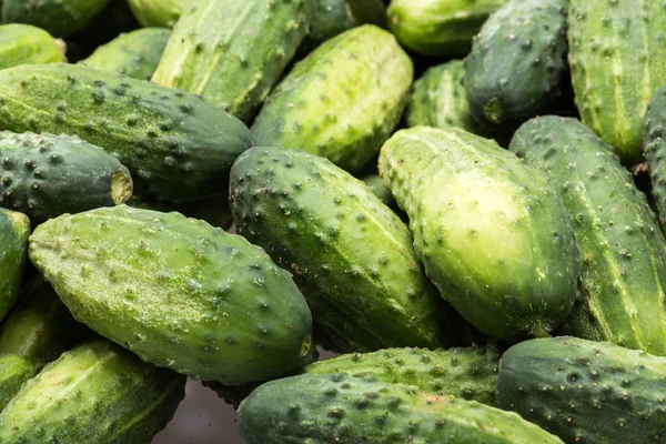 Veel jonge komkommers als achtergrond — Stockfoto