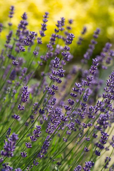 Puutarha kukoistava laventeli . — kuvapankkivalokuva