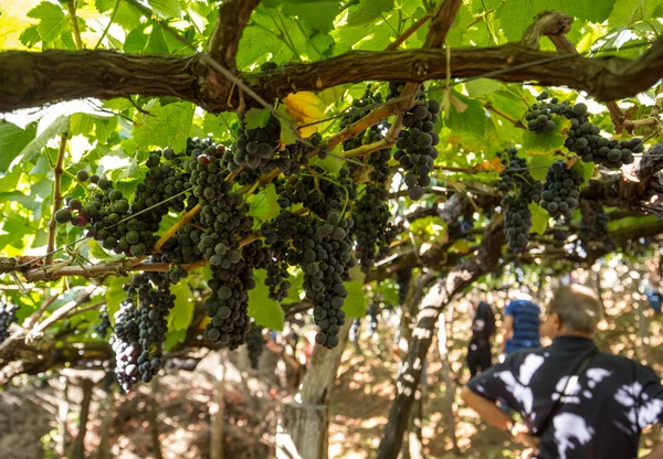 Bunches of Tinta Negra Mole grapes on pergola in Estreito  de Camara  de Lobos on Madeira — Stock Photo, Image