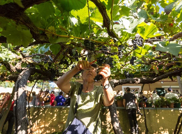 Madeira Wine Festival in Estreito de Camara de Lobos — Stock Photo, Image