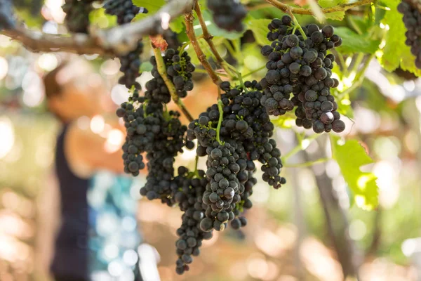 Bunches of Tinta Negra Mole grapes on pergola  in Estreito  de Camara  de Lobos on Madeira. Portugal — Stock Photo, Image