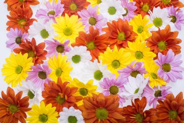 Arka plan resmi renkli papatya çiçek.