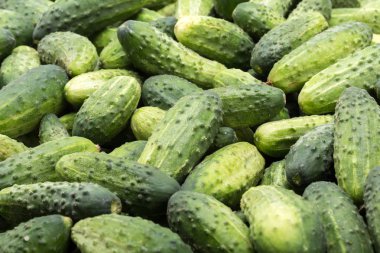 Arka planda bir sürü genç salatalık.