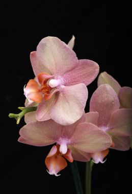 Siyah arka plan üzerine izole pastel orkide çiçek