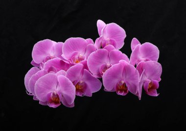 siyah arka plan üzerine izole pembe orkide çiçek.
