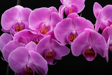 siyah arka plan üzerine izole pembe orkide çiçek.