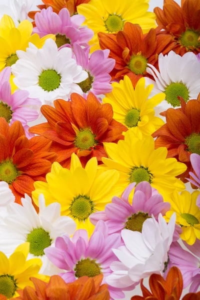 Την εικόνα φόντου από τα πολύχρωμα χρυσάνθεμο λουλούδια. — Φωτογραφία Αρχείου