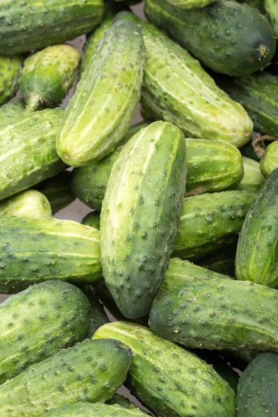 A lot of young cucumbers as background. — Stock Photo, Image