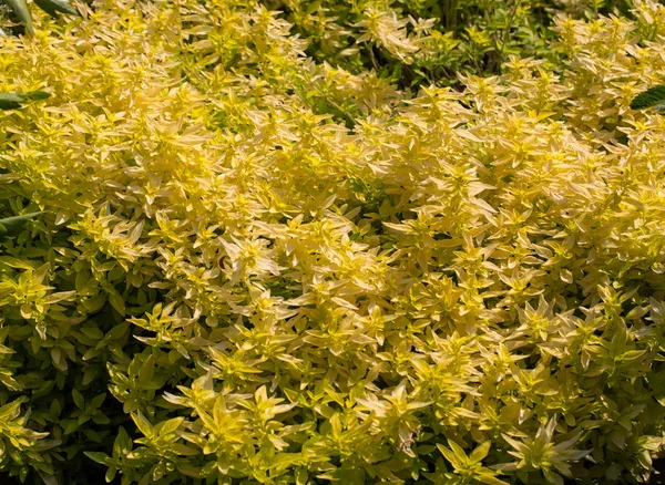 Jardim com o orégano (Origanum vulgare ) — Fotografia de Stock