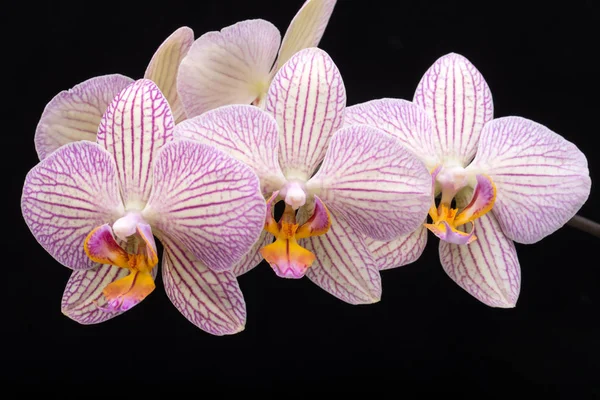 Krása barevné orchidej květiny izolované na černém pozadí. — Stock fotografie