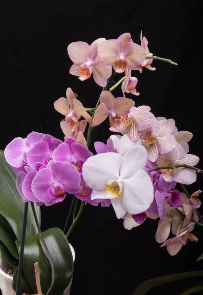 Bellezza fiori di orchidea colorati isolati su sfondo nero. — Foto Stock