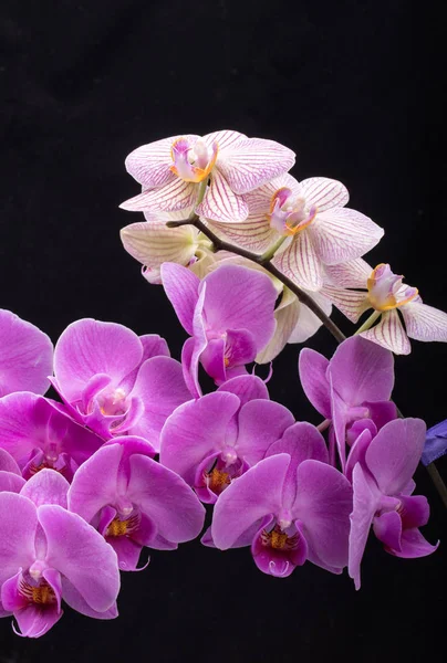 Krása barevné orchidej květiny izolované na černém pozadí. — Stock fotografie