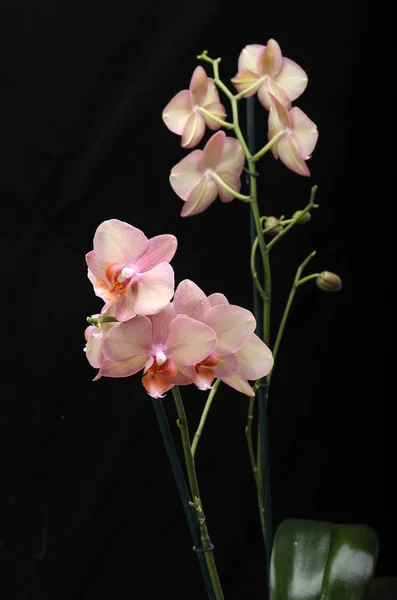 Pastelových orchidej květina izolované na černém pozadí — Stock fotografie