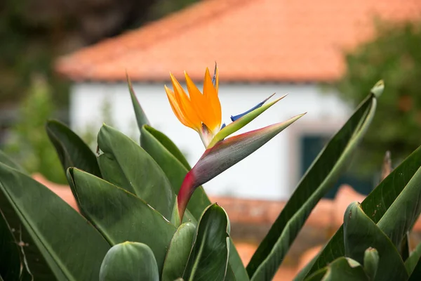 Strelicia lub ptak rajski kwiat tropikalny kwiat w Funchal na Maderze — Zdjęcie stockowe