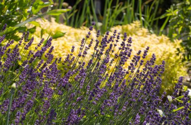 provence, lavanta alanına yakın sault, Fransa. 