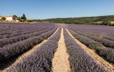 provence, lavanta alanına yakın sault, Fransa. 