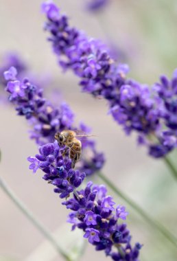  Provence, Sault, Fransa içinde gelişen lavanta