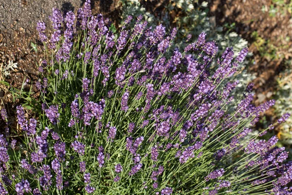 La floreciente lavanda en Provenza, cerca de Sault, Francia —  Fotos de Stock