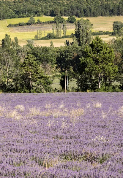 Campo de lavanda na Provença, perto de Sault, França . — Fotografia de Stock