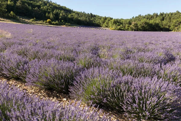 Lavender field in Provence, near Sault, France. — Stock Photo, Image