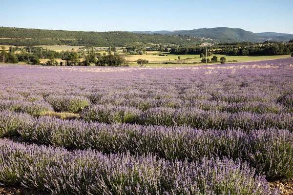 Lavender field in Provence, near Sault, France. — Stock Photo, Image