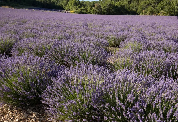 Lavender field in Provence, near Sault, France. — Stock Photo, Image