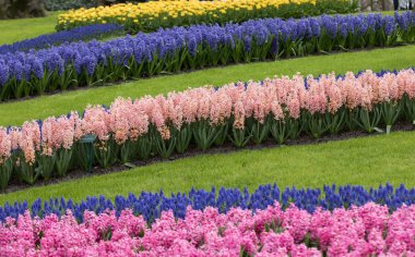 Bahçede açan renkli laleler.