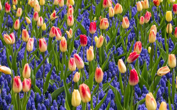 Барвисті тюльпани квітучі в саду — стокове фото