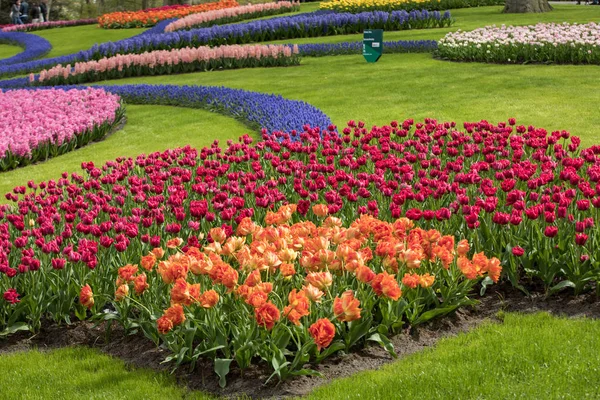 Flores de tulipas coloridas florescendo em um jardim — Fotografia de Stock