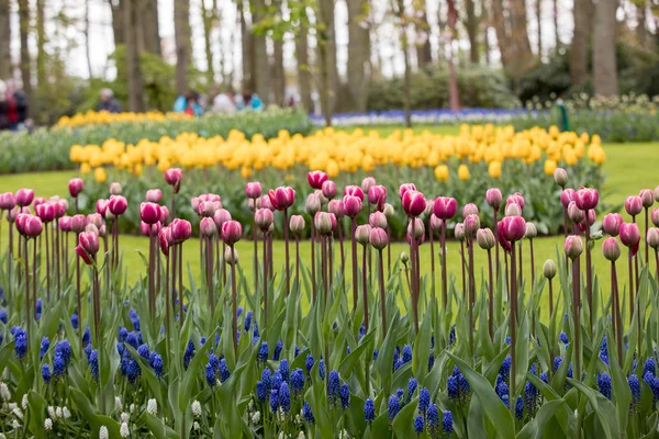 Цветущие в саду разноцветные тюльпаны — стоковое фото