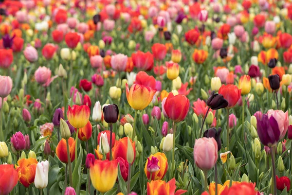 Fiori di tulipani colorati che fioriscono in un giardino — Foto Stock