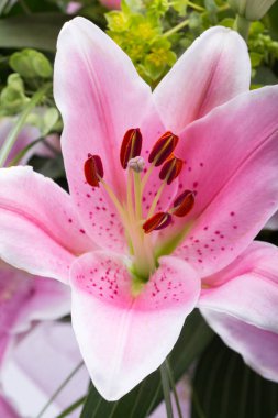 Pembe zambak çiçeğine yaklaş.