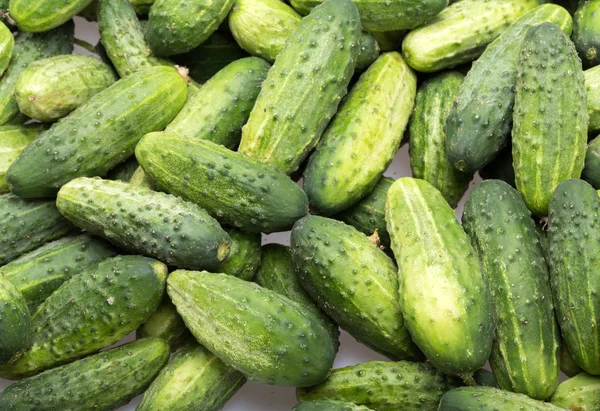 A lot of young cucumbers as background. — Stock Photo, Image