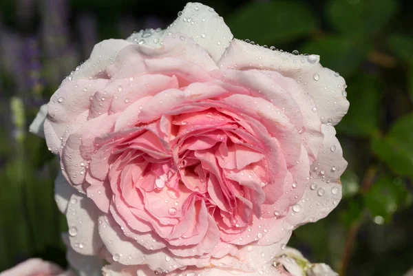 Pink Rose az ágon, a kertben, eső után — Stock Fotó