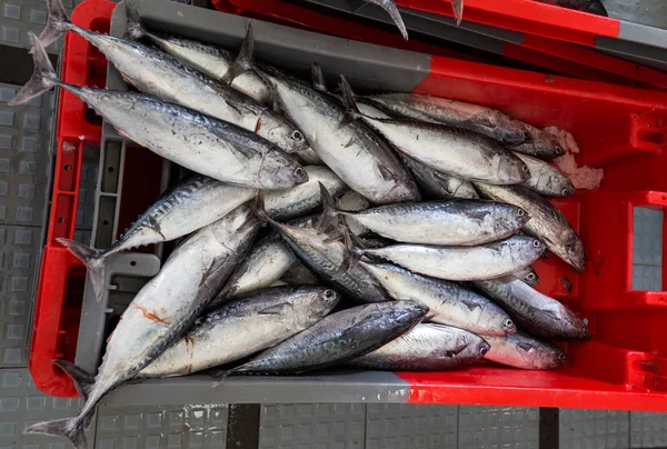 Pesca fresca a la venta en el mercado local de pescado —  Fotos de Stock