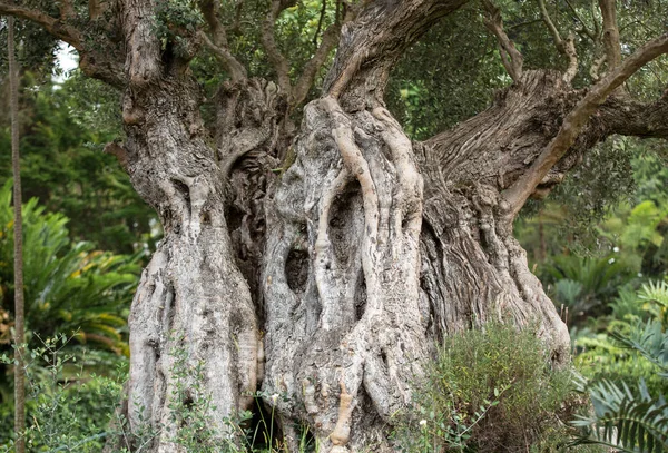 Alter olivenbaum im monte garden oberhalb funchal auf madeira, portugal — Stockfoto