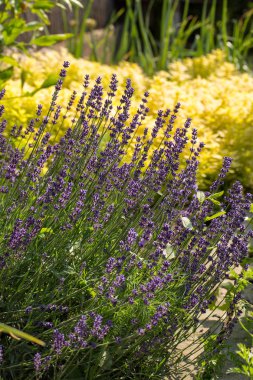  Provence, Sault, Fransa içinde gelişen lavanta