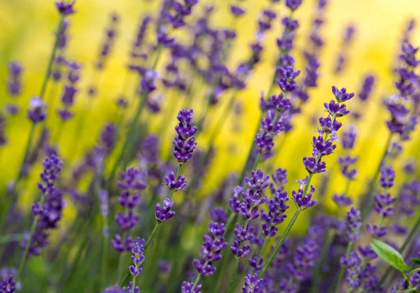 De bloeiende lavendel in de Provence, in de buurt van Sault, Frankrijk — Stockfoto