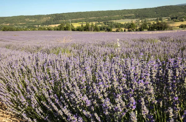 Campo de lavanda na Provença, perto de Sault, França — Fotografia de Stock